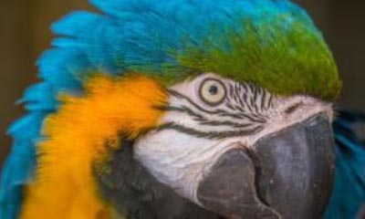 Win Amazona Zoo Family Passes
