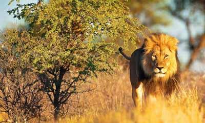 Win a South Africa Holiday for Two with The Guardian