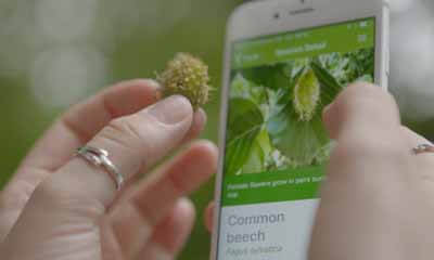 Free Woodland Trust Tree I.D App