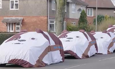 Win a Churchill Dog Car Cover