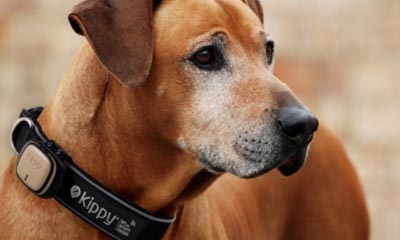 Free Kippy GPS Dog Collar