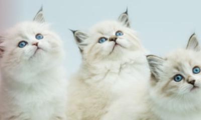 Free £30 PetPlanet Gift Card