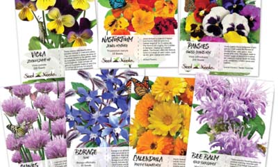 Free Wildflower Seeds from Airwick