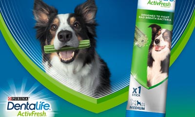 Free Dentalife ActivFresh daily dog chew