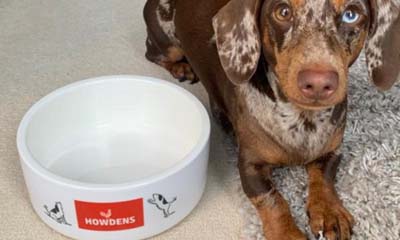 Free Dog Bowl from Howdens