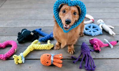 Free Pet Toys