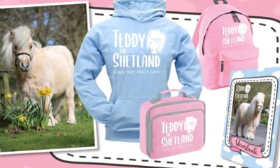 Free Teddy the Shetland